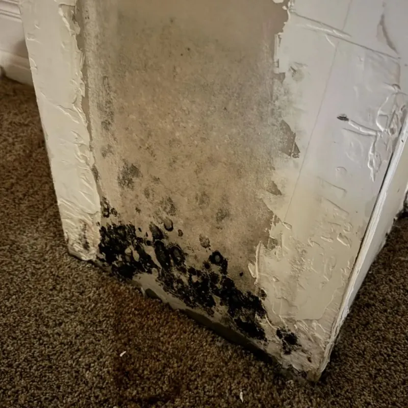 Professional Mold Removal in Weed, CA